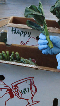 Partial Photo of Border Agents Inspecting Produce